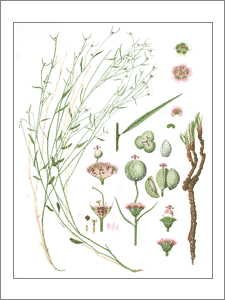 botanical plate of euphorbia aaron-rossii