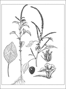 botanical plate of Amaranthus palmeri
