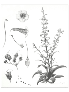 botanical plate of Parry's penstemon